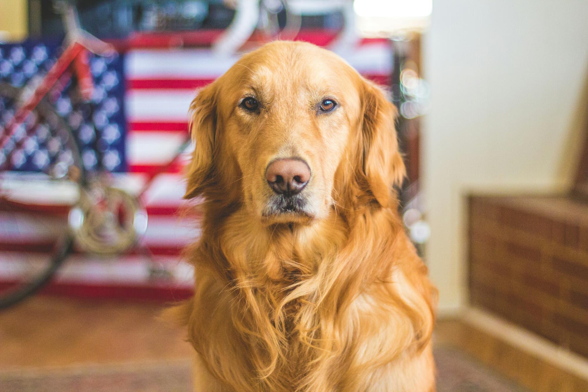 Difference Between Service Animals, Emotional Support Animals and Pets