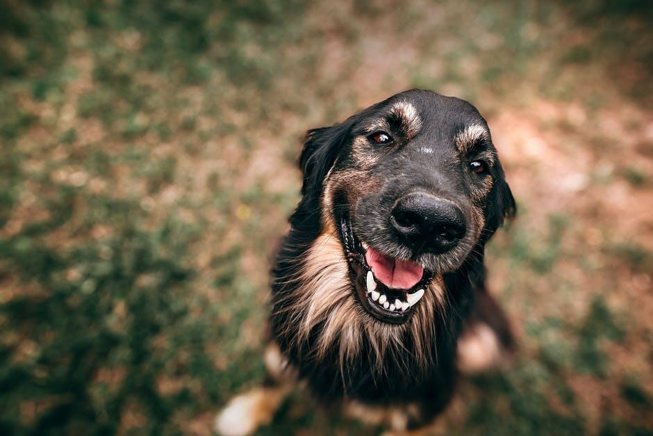 Pros and Cons of Allowing Pets in a Rental Property